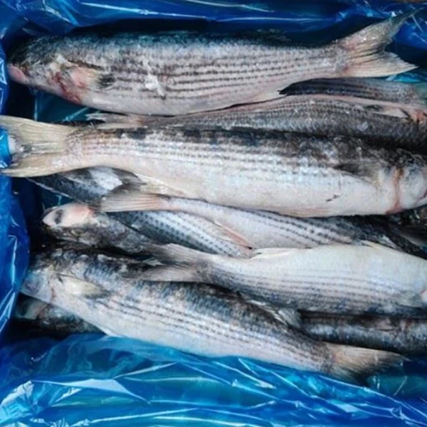 Grey Mullet Whole Round